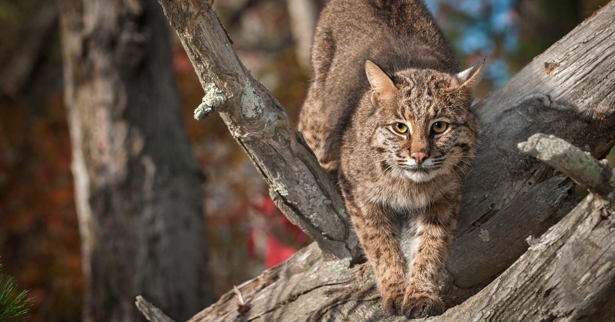 Bobcats on Kiawah and Seabrook Islands