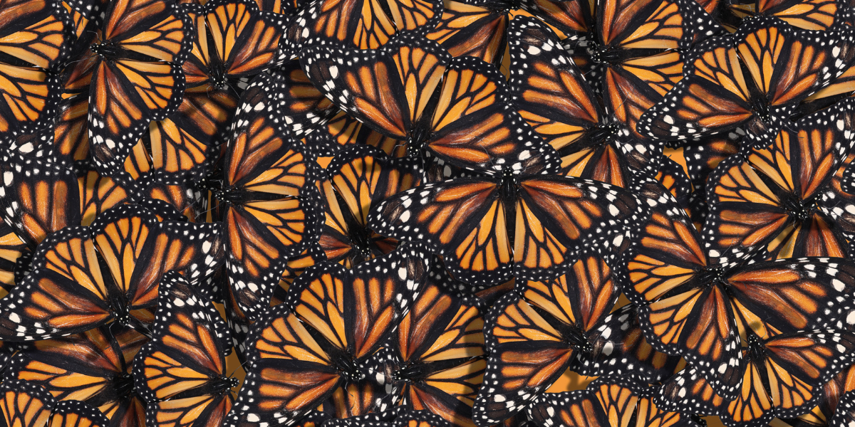 Kiawah Island Conservation and Wildlife