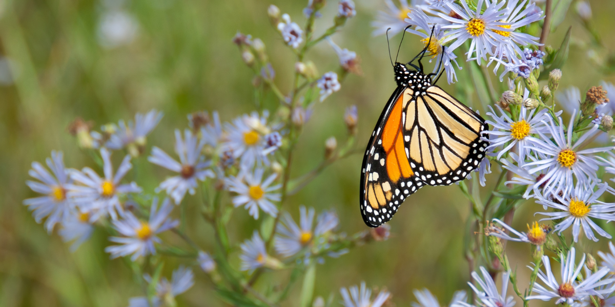 Monarch Butterfly migration facts