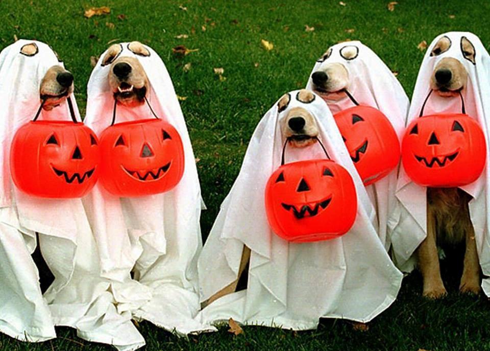 charleston dogtoberfest