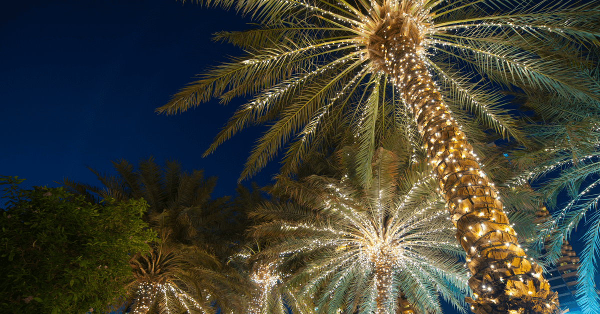 palm tree with christmas lights