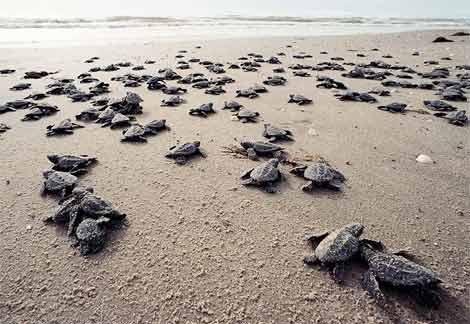 Sea Turtle Season on Kiawah Island 