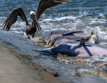 dolphins and pelican strand feeding off ocean