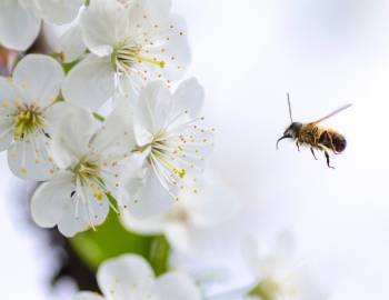 Bee with flower
