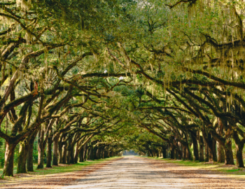 Kiawah Island Events
