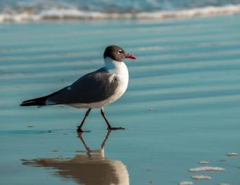 bird on beach