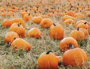 pumpkin patch