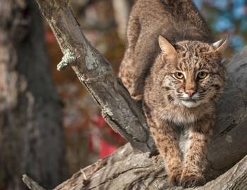 bobcat in tree