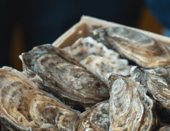 raw oyster shells