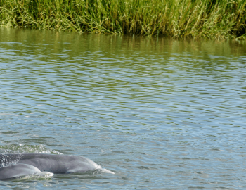 mother dolphin swimming with calf in marsh
