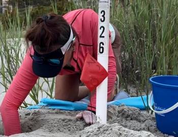 kiawah island turtle patrol sea turtle nest