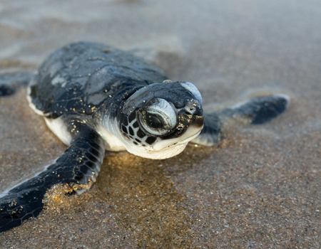 Kiawah Island Sea Turtles - Turtle Hatchling Kiawah Island Sea Turtles
