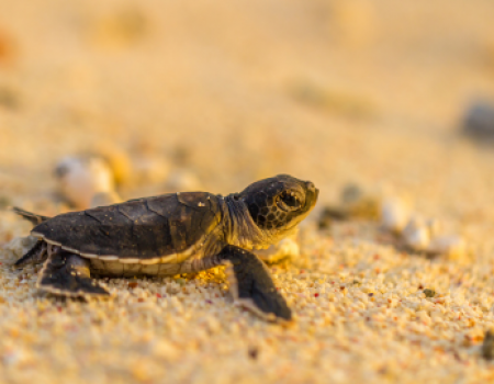 Turtle patrol on Kiawah Island