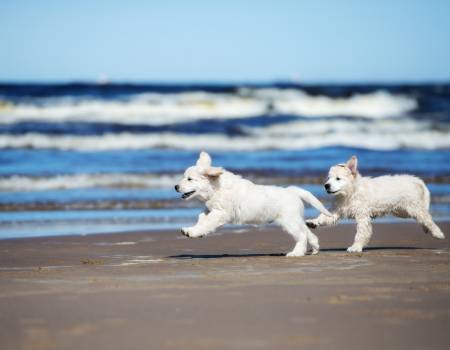 Pet-Friendly Rentals on Kiawah Island