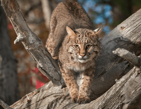 bobcat in tree