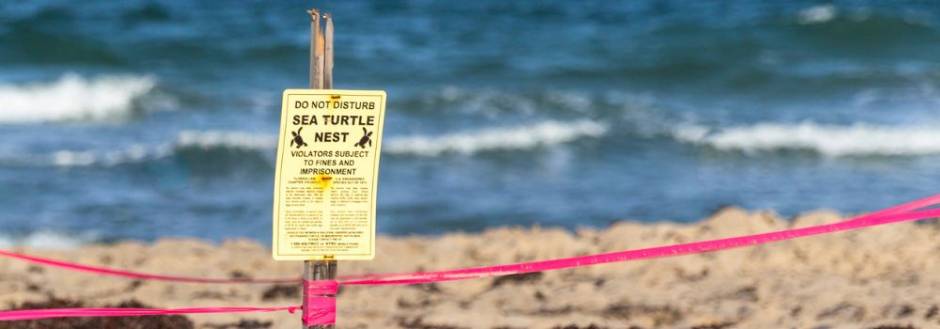 Kiawah Island Sea turtle patrol