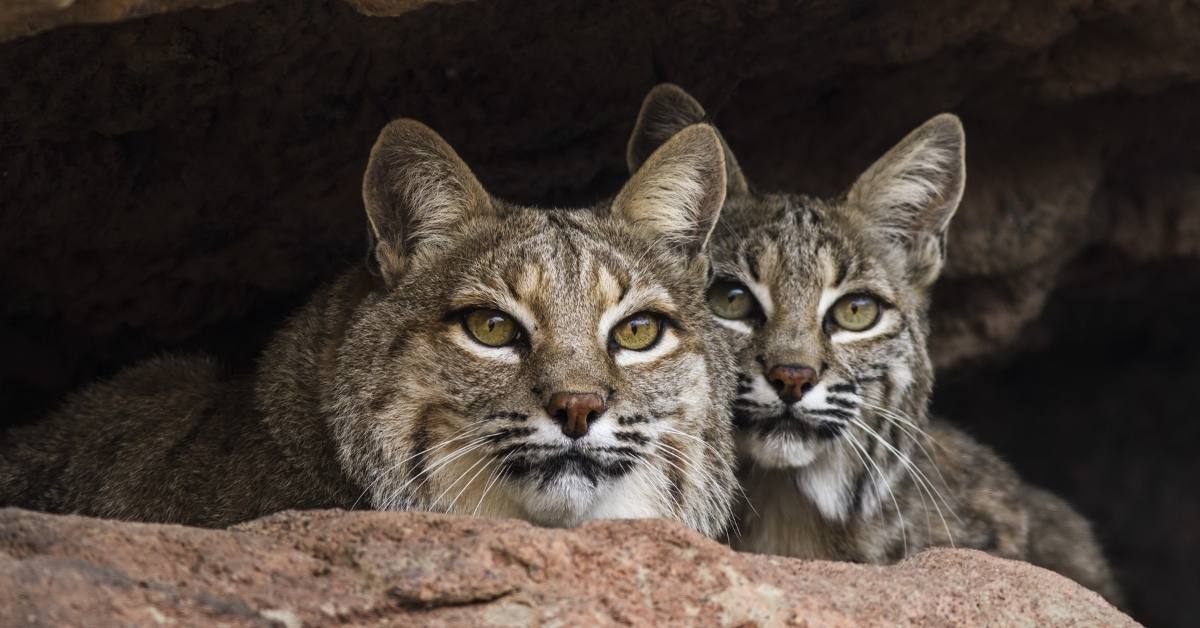Bobcats on Kiawah and Seabrook Islands | Akers Ellis Real Estate & Rentals