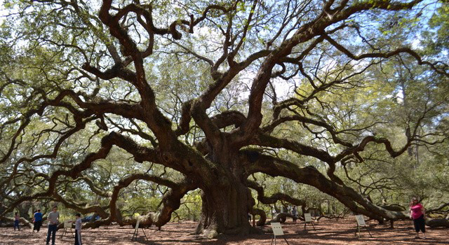 Angel Oak Tree Charleston