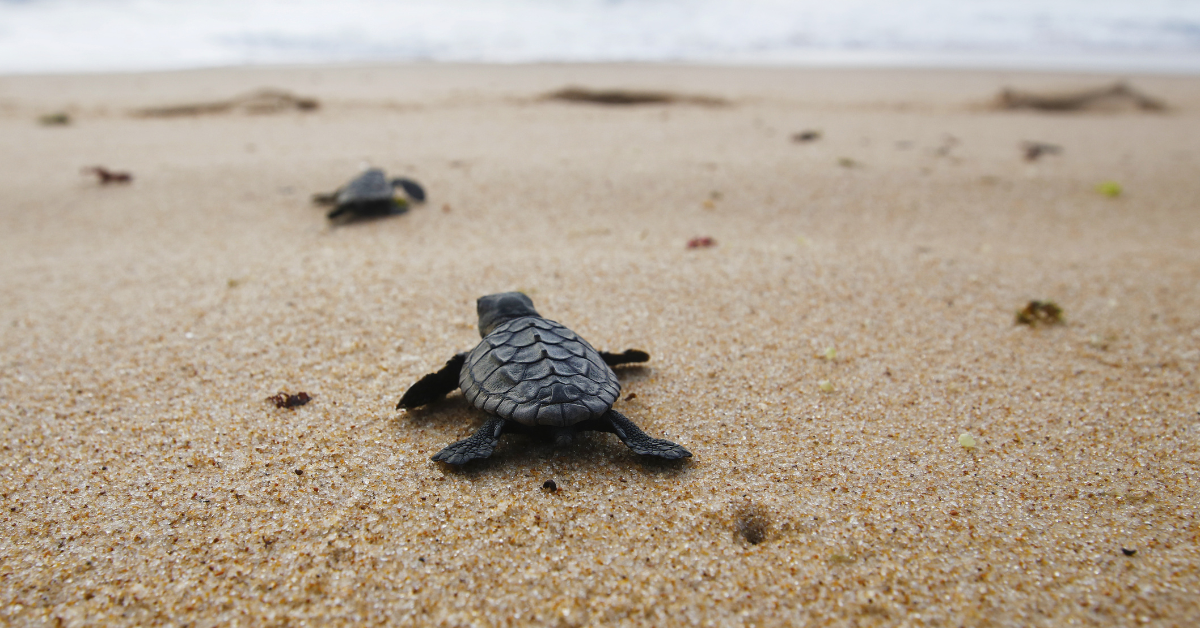 turtle patrol kiawah island