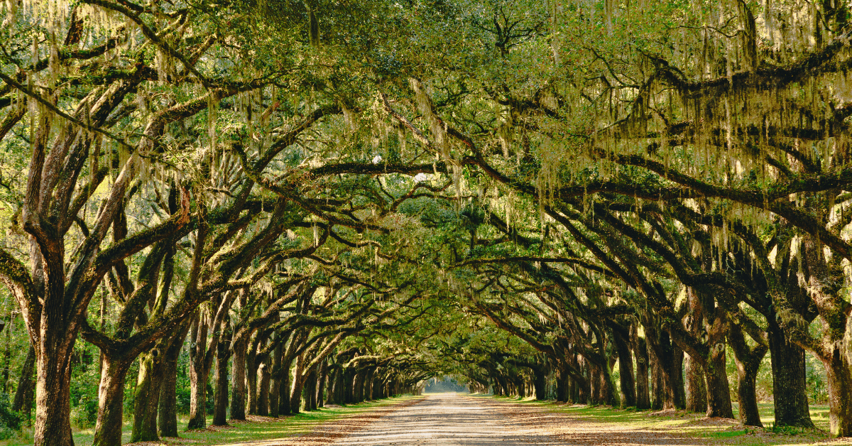 Boone hall oak trees south carolina