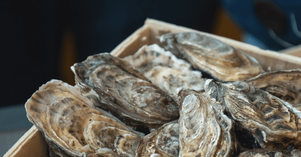 raw oyster shells