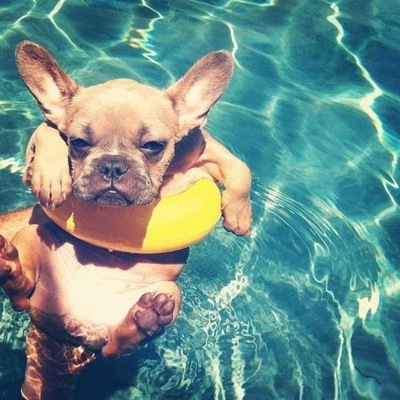 dog days of summer images dog days of summer images