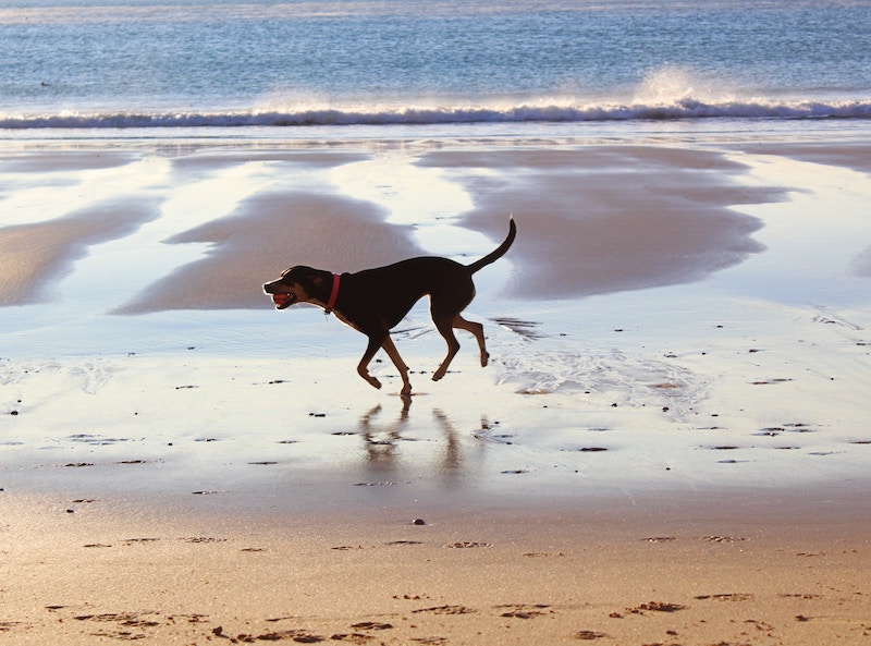 Kiawah Island Pet Friendly Properties & Policies Akers Ellis Real