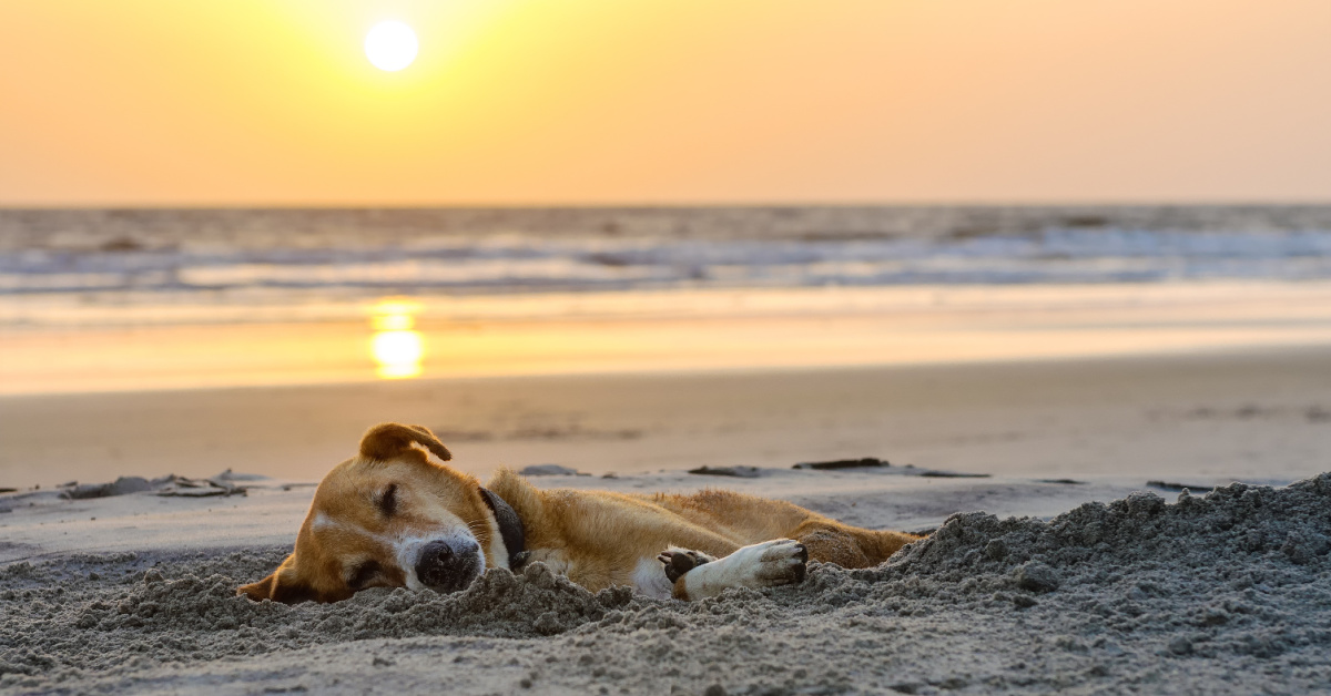 Dog on beach