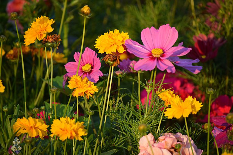 spring flowers