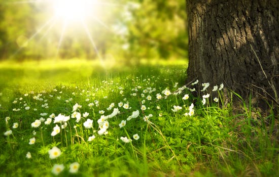 flower blooming in springtime