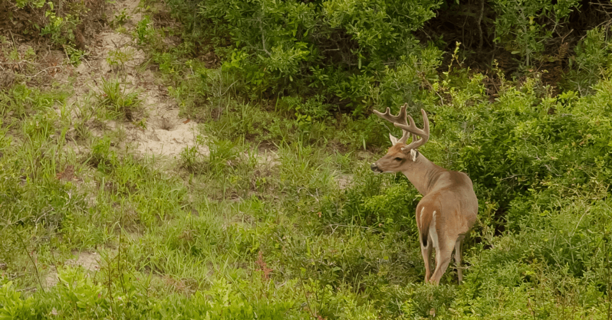 deer on kiawah island