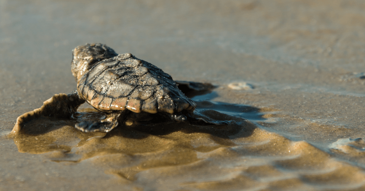 baby sea turtle with tracks in sand