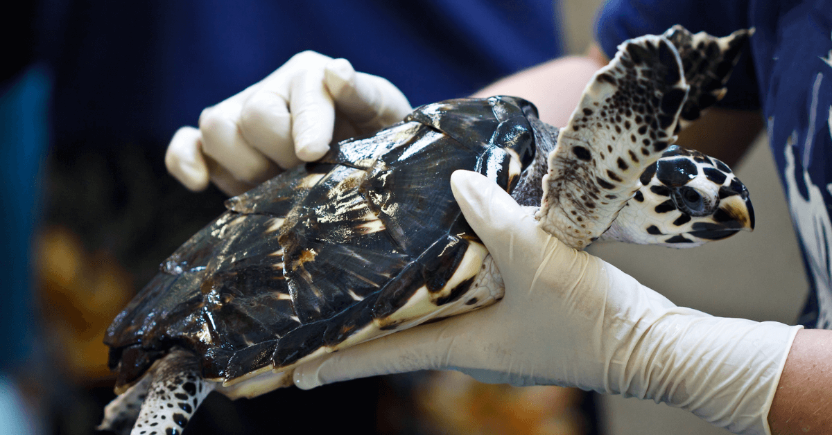sea turtle treated by care specialist