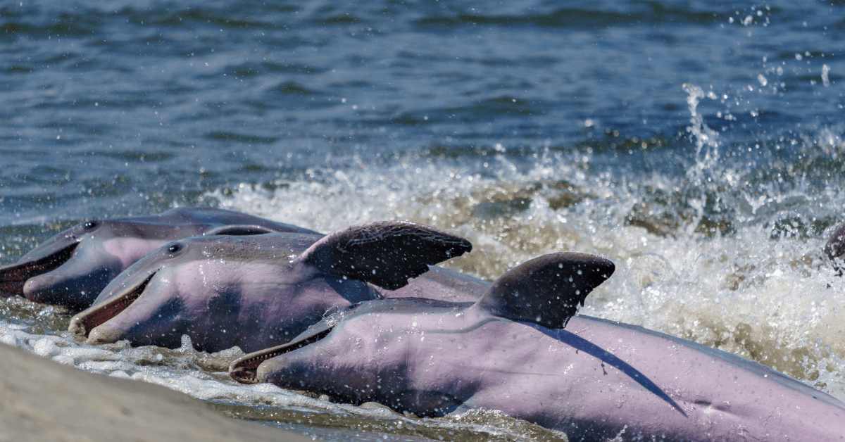 dolphins strand feeding in kiawah river
