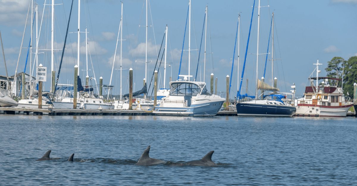 dolphins swimming at marina