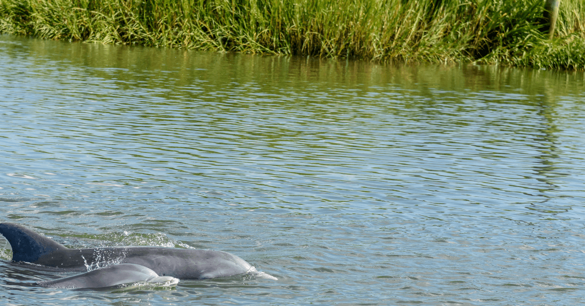 mother dolphin swimming with calf in marsh