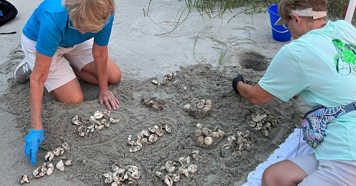 kiawah island turtle patrol sea turtle nest inventory