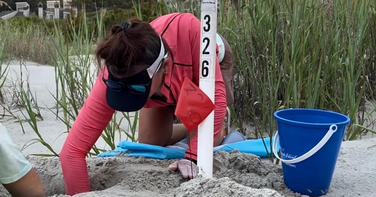 kiawah island turtle patrol sea turtle nest 