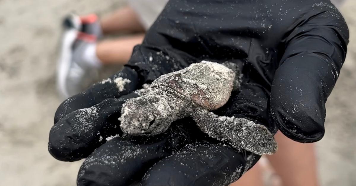 sea turtle hatchling in gloved hand