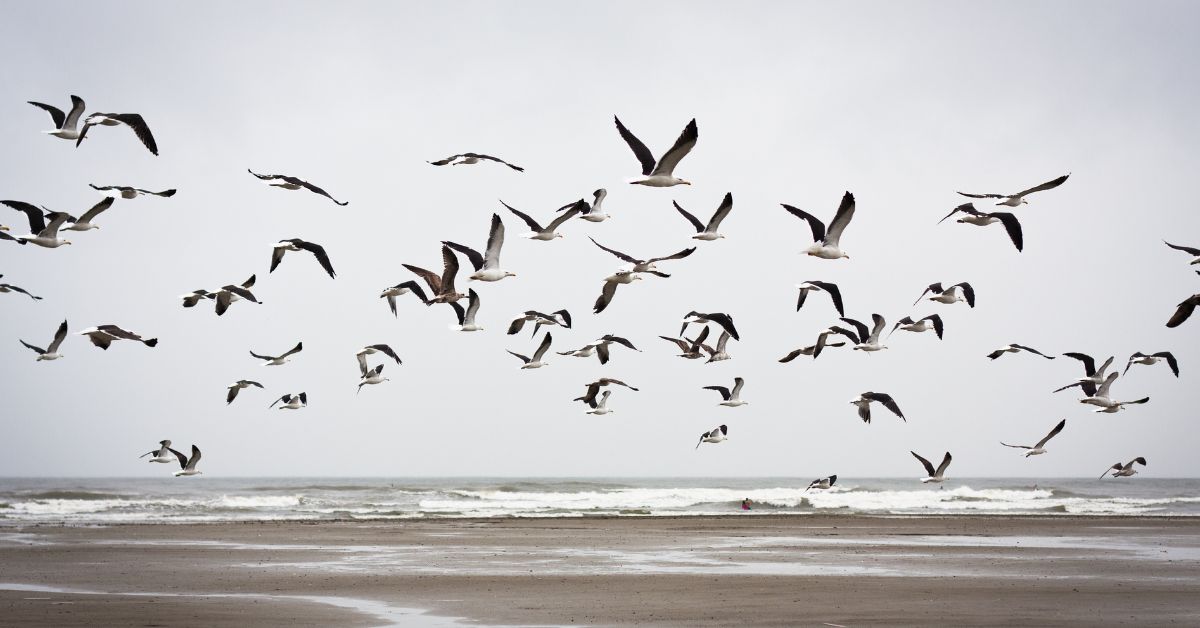 rainy day sky with birds flying over beach