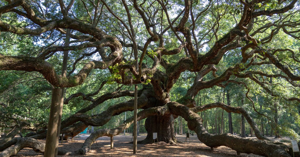 angel oak tree in johns island south carolina