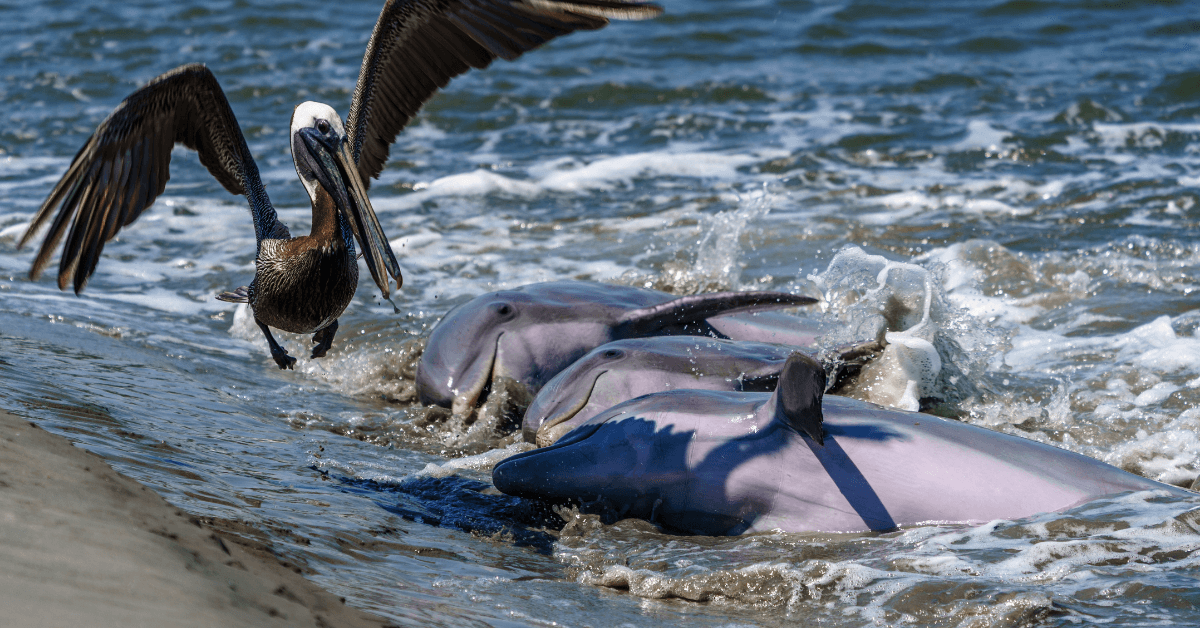 dolphins and pelican feeding on beach