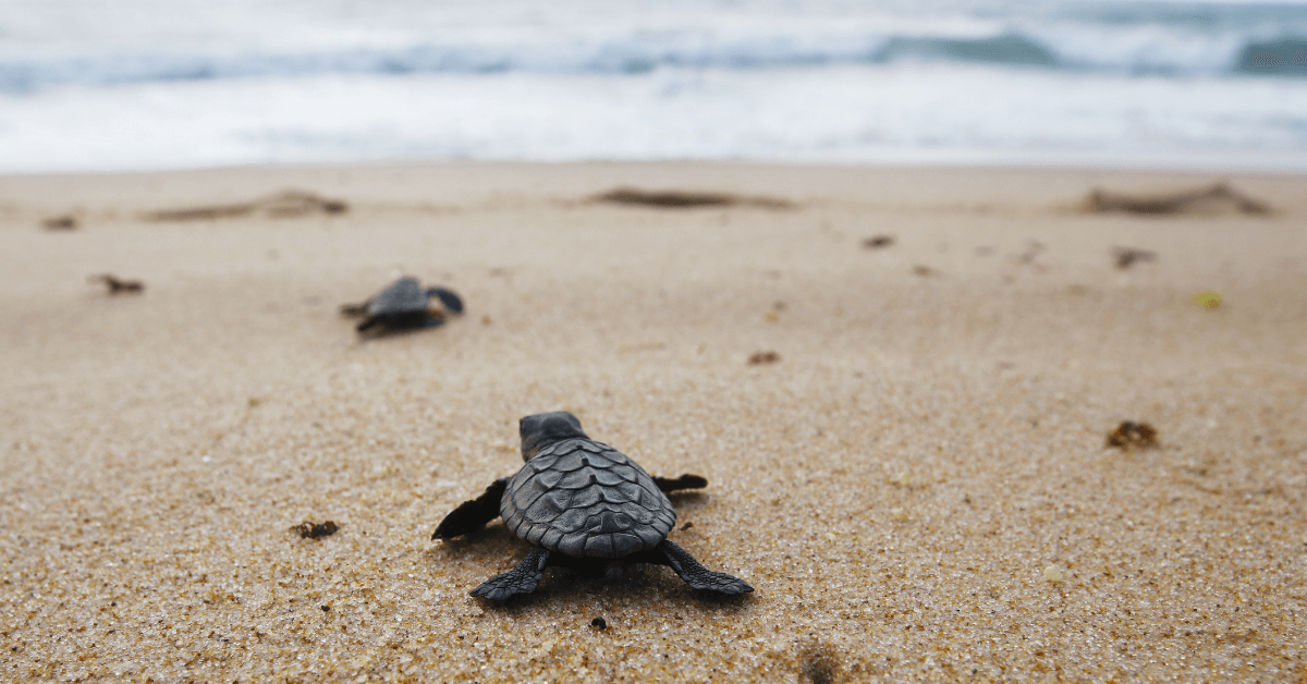 sea turtles moving toward ocean