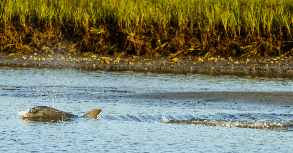 bottlenose dolphin in front of marsh grass in kiawah river