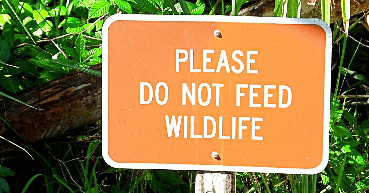 orange sign reading please do not feed the wildlife