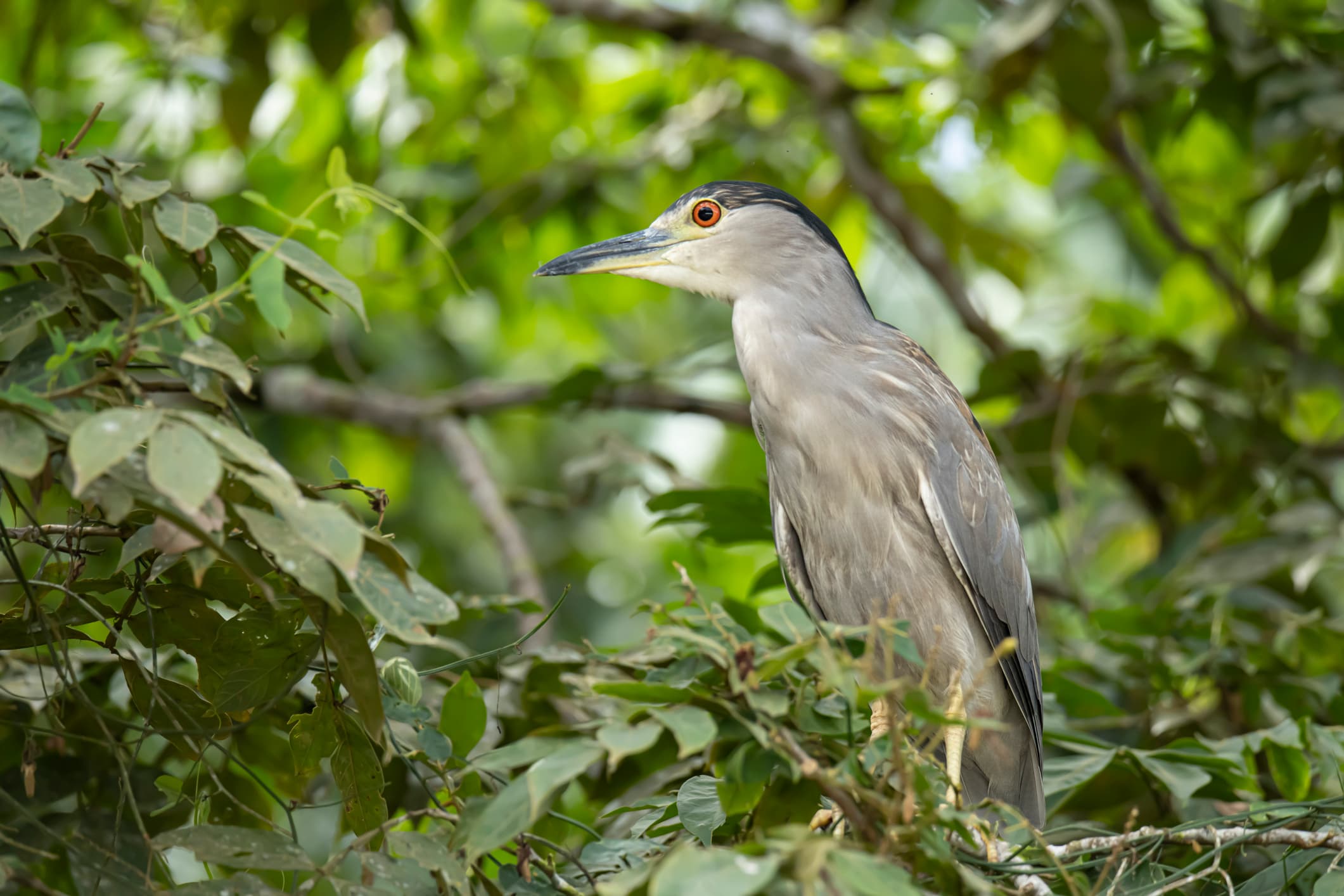 Yellow-crowned night-heron